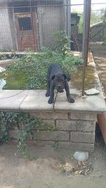 Cuccioli Cani corso