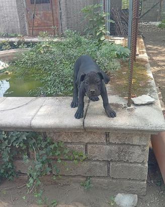 Cuccioli Cani corso