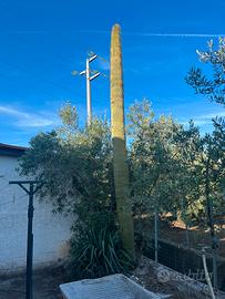 Cephalocereus senilis