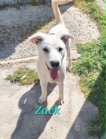 Zac in adozione