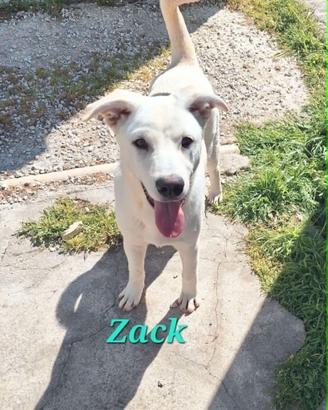 Zac in adozione