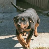 Cucciolo rottweiler 200 euro