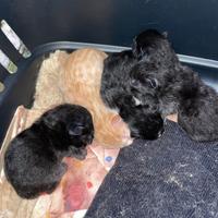 Cuccioli di gatto