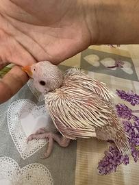 Pullo Parrochetto dal collare