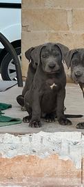 Cucciolo di corso 3 mesi