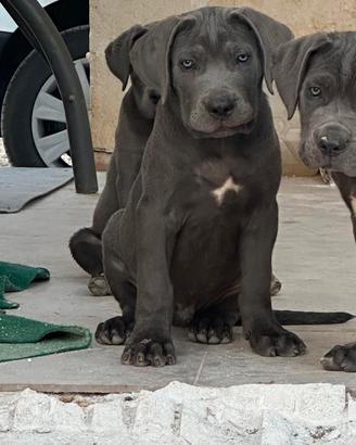 Cucciolo di corso 3 mesi