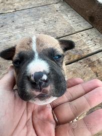 Cucciolo Pitbull UKC maschio