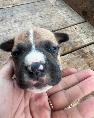Cucciolo Pitbull UKC maschio