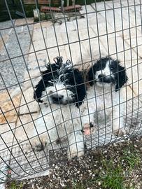 Cucciolata lagotti da tartufo romagnoli