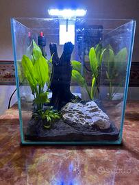 Acquario da scrivania