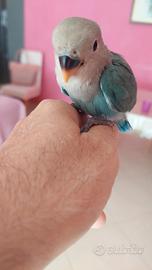 Inseparabili allevati a mano