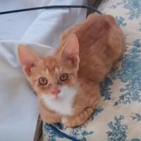 Red gattino 4 mesi