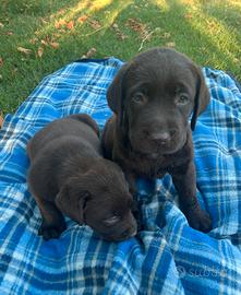 Cuccioli di labrador retriever