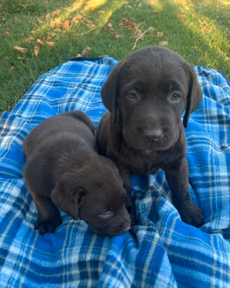 Cuccioli di labrador retriever