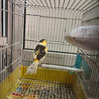 Canarino con canto del cardellino