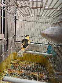 Canarino con canto del cardellino