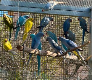 Parrocchetti dal collare