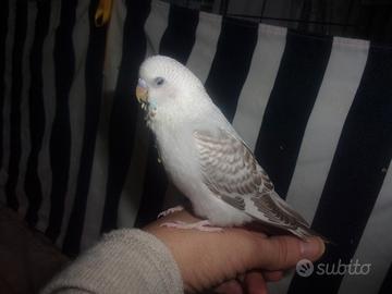 Cocorita allevata a mano femmina