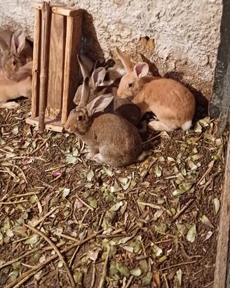 Conigli allevati a terra