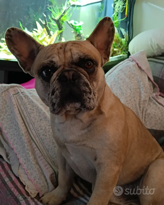 Bulldog Francese
