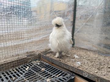 Galli e galline Moroseta