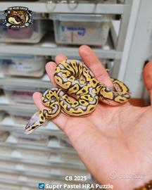 Pitone Reale - Super Pastel HRA Puzzle