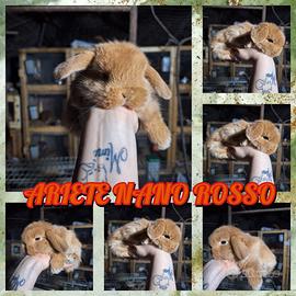 Conigli nani arieti rossi