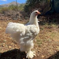 Cocincina gigante bianca