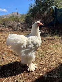 Cocincina gigante bianca