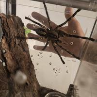 Poecilotheria ornata adulta tarantola migale
