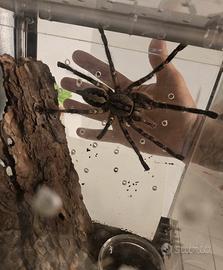 Poecilotheria ornata adulta tarantola migale