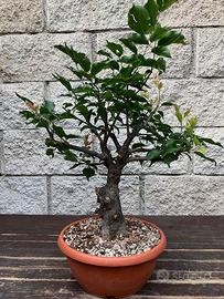 Bonsai prunus mume - albicocco giapponese