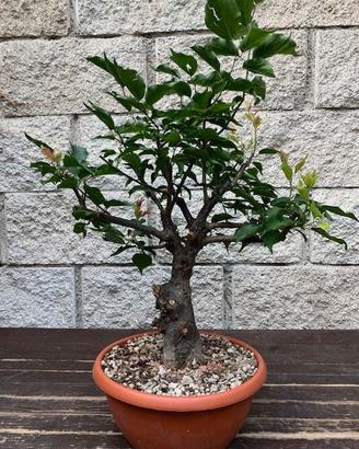 Bonsai prunus mume - albicocco giapponese