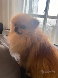 Pomerania toy