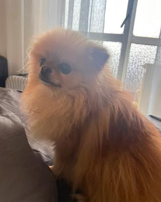 Pomerania toy