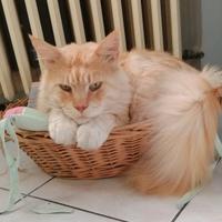 Main Coon