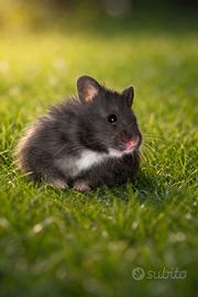 Criceto dorato femmina