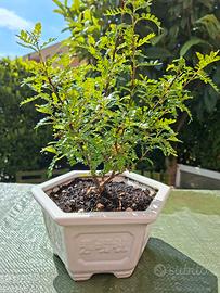 Vaso bonsai di pepe cinese