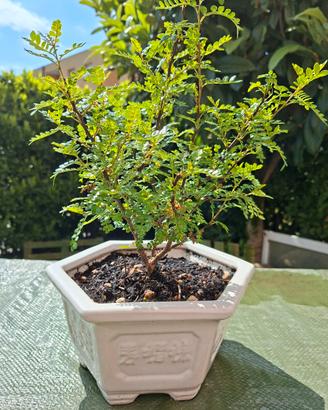 Vaso bonsai di pepe cinese