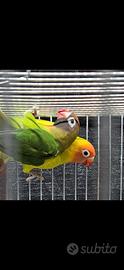 Pappagalli inseparabile