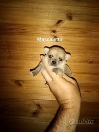 Coppietta di chiwawa mini Toy