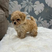 Cucciolo di barboncino maschio