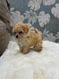 Cucciolo di barboncino maschio