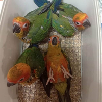 Pappagallo conuro svezzati