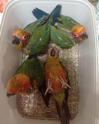 Pappagallo conuro svezzati