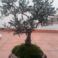 Bonsai di ulivo