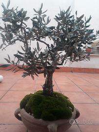 Bonsai di ulivo