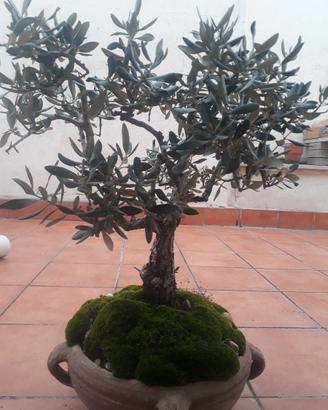 Ulivo bonsai - Prezzi e offerte usato - Subito.it