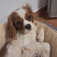 Cavalier king spaniel charles femmina