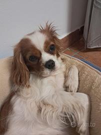 Cavalier king spaniel charles femmina